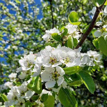 Gyttja Vaestergards 4* נאובו