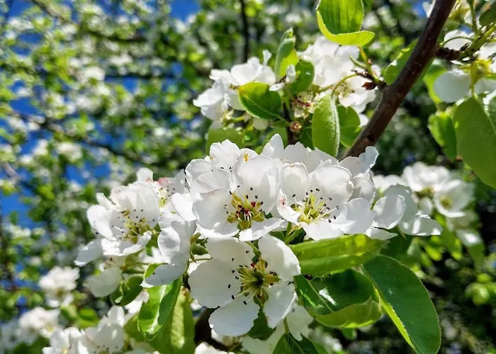 Gyttja Vaestergards 4* Nauvo